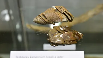 Exponáty výstavy Objevy muzejních archeologů