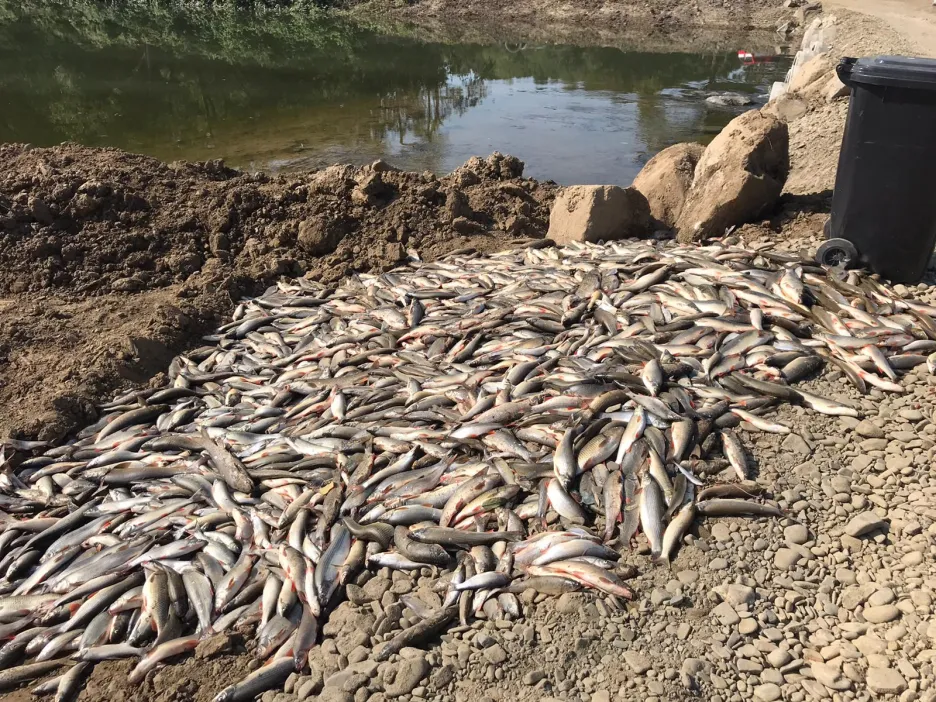 Závažná ekologická havárie se letos nevyhnula ani území České republiky. Na snímku rybáři vytahují mrtvé ryby z řeky Bečvy, které byly zabity chemickou látkou, o jejímž původu se diskutuje. Policie pracuje na šetření této události a případ prozatím neuzavřela