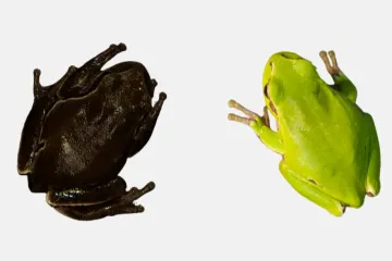 Černé černobylské žáby ukazují, jak se příroda umí adaptovat na radiaci