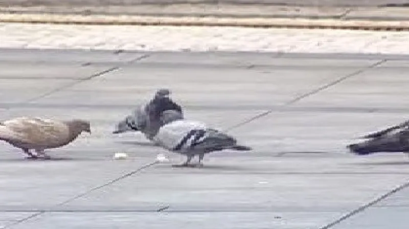 Holubi na jabloneckém náměstí