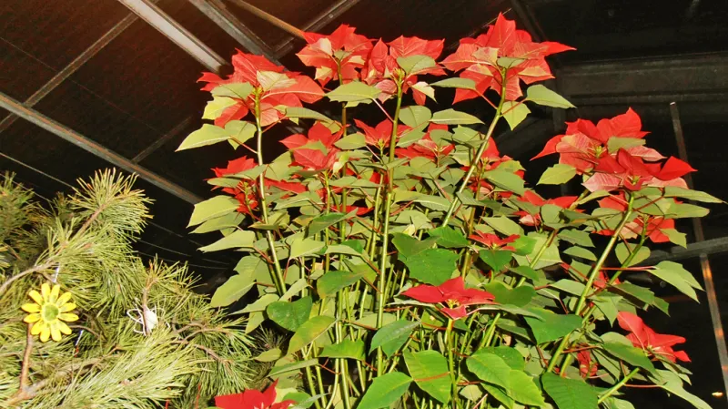 Vánoční hvězda Olgy Havlové na výstavě Staropražské Vánoce