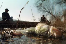 „Kyanidový Černobyl“ ničil před 20 lety život v řekách, o práci připravil i rybáře