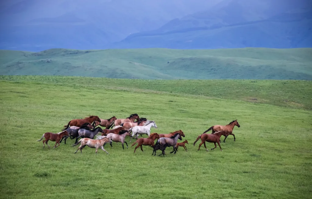 Nomádský původ Kazachů je předurčil k lásce ke koním