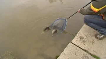 Záchrana ryb
