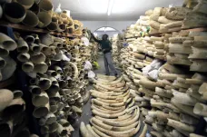 Zimbabwe prodá slonovinu v hodnotě 300 milionů dolarů, nemá peníze na národní parky