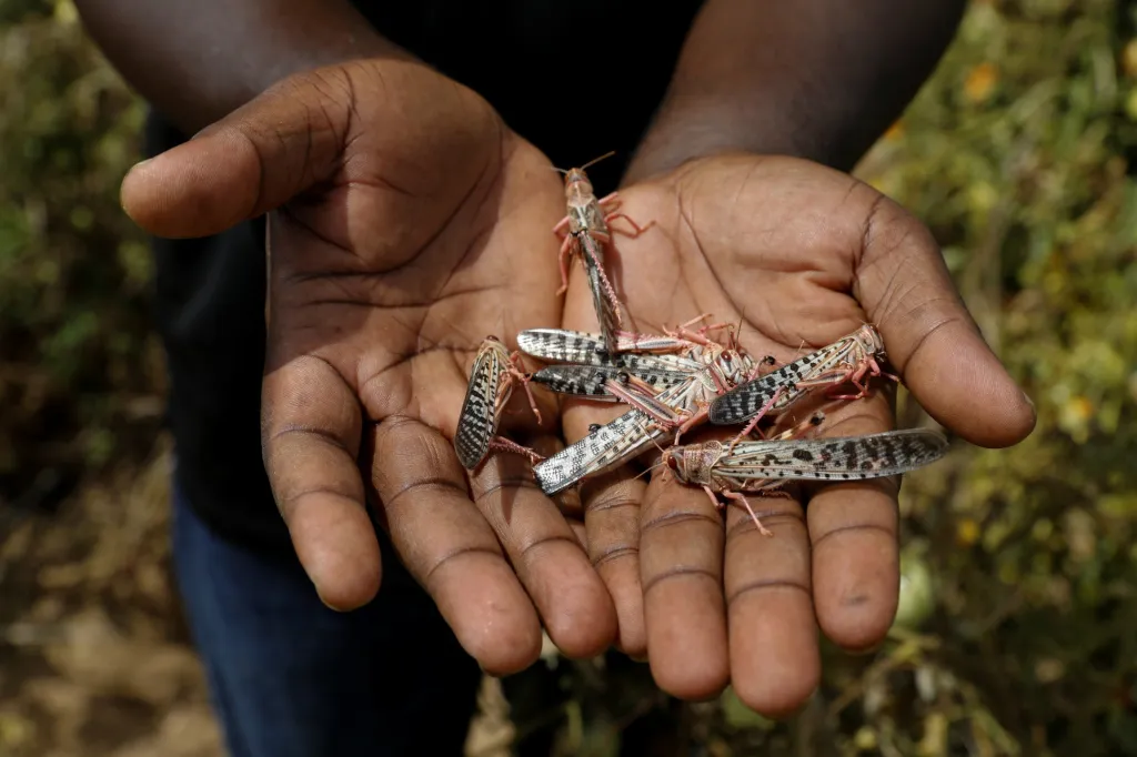 Invaze sarančat zachvátila sever Keni. Fotografie ukazují situaci v oblasti zvané Turkana v severozápadní části Keni