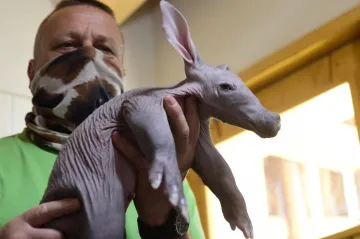 Chtělo to trpělivost. Mládě hrabáče v olomoucké zoo se naučilo pít od matky až za dva týdny