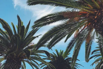 Vyhynout může až polovina druhů palem, varuje předpověď umělé inteligence