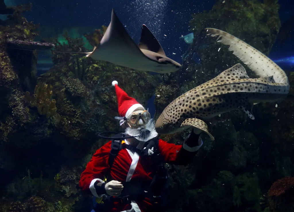 Potápěč oblečený jako Santa Claus krmí žraloka zebrovitého uvnitř nádrže v Národním akváriu na Maltě.