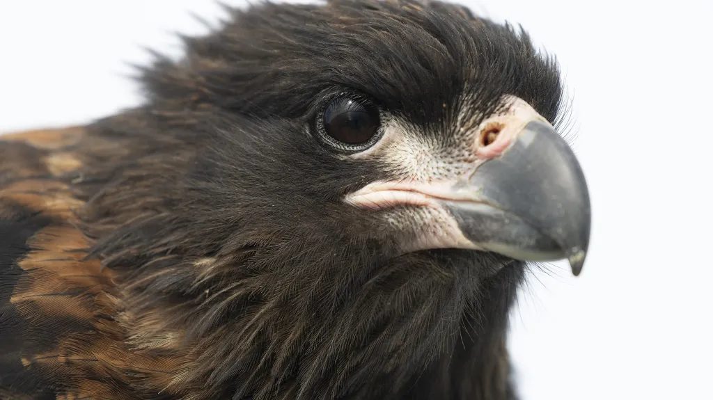 Čimango falklandský