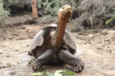 Želví samec Diego pomohl zachránit svůj druh. Zplodil stovky potomků, teď se vrací do volné přírody