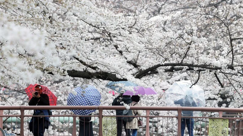 V Japonsku vykvetly letos sakury nejdřív v dějinách