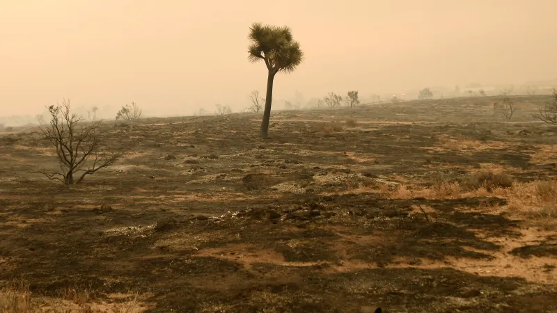 Země po požáru v kalifornském okresu San Bernardino