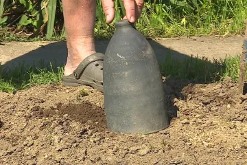 Ivančické slavnosti se bez slovenského chřestu neobejdou