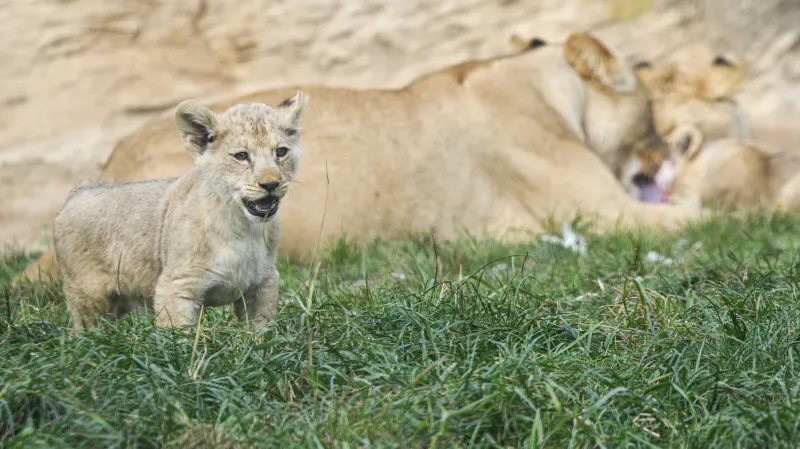 Plzeňská zoo slaví sto let. Chystá rozšíření i vysněný pavilon pro slony