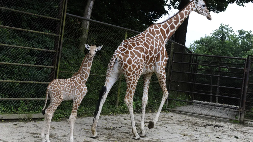 Žirafy v brněnské zoo
