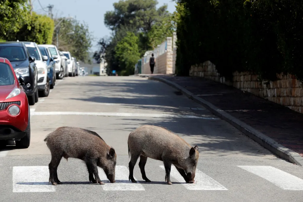 V izraelské Haifě se divoká prasata neostýchala navštívit ulice v rezidenční části města