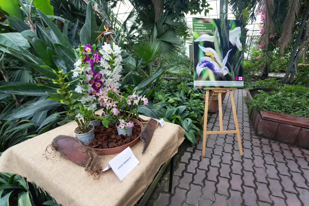 Výstava orchidejí v Olomouci