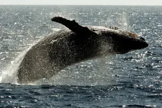 Amerického potápěče pozřela velryba, po chvíli ho ale zase vyplivla
