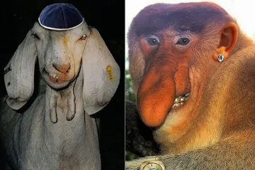 Zkažená zvířata pohledem mistra tvrdého humoru a ironie