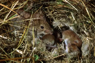 Jed jako poslední možnost. Někteří zemědělci zkoušejí proti hrabošům plyn a exploze
