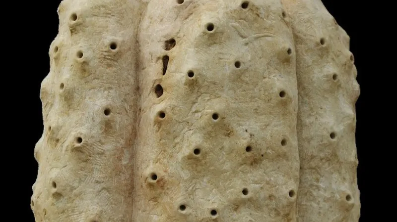 Alberto Aragón Reyes / Kokon