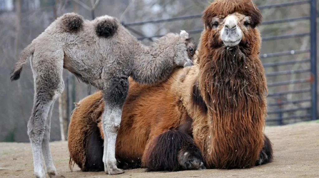 Velbloud dvouhrbý z liberecké zoo s mládětem Tasey