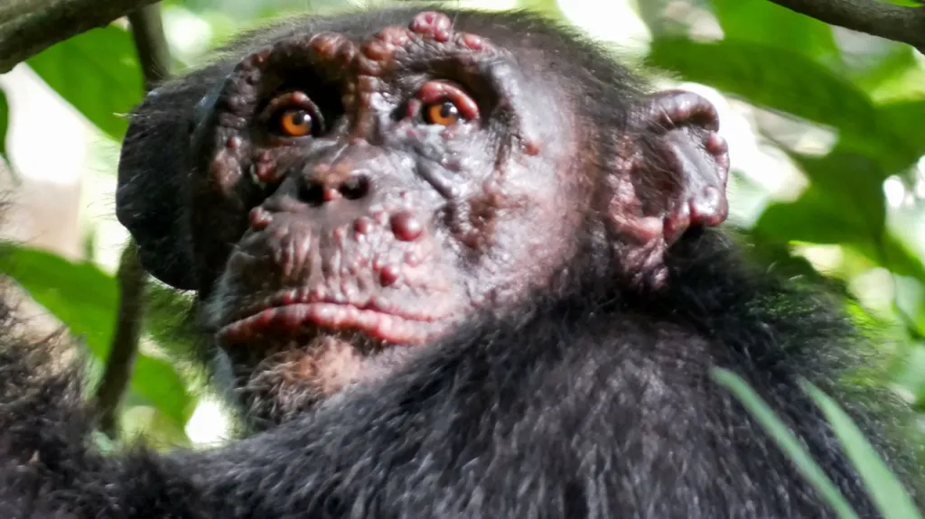 Jeden z šimpanzů nakažených leprou