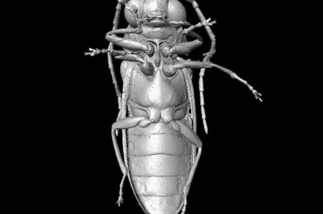 Vědci zrekonstruovali podobu brouka z období dinosaurů. Jeho fosilii našli v barmském jantaru