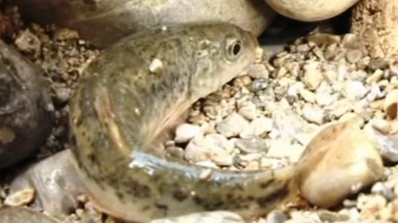 Ryba v prázdném korytu řeky Išky