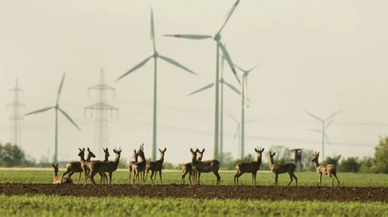 Robejšek: Průmysl je středem zájmu každé německé vlády