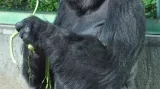 Gorilí samec