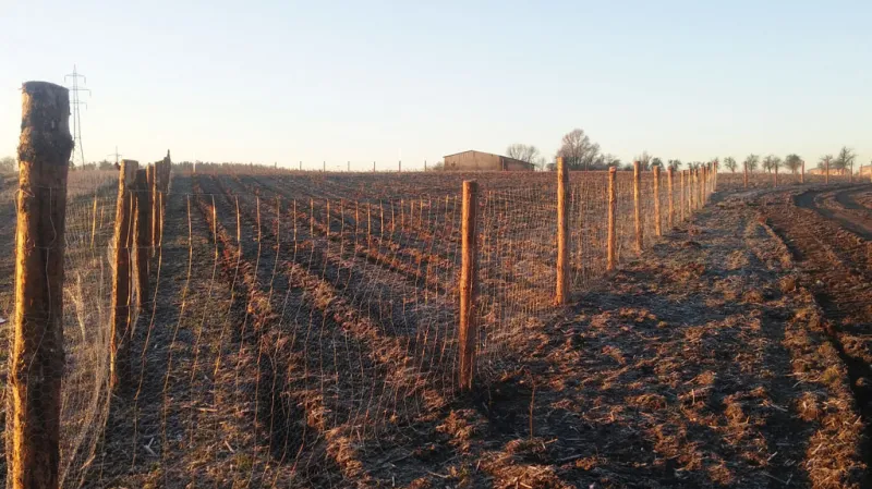 Oplocení kolem nově zalesněných ploch