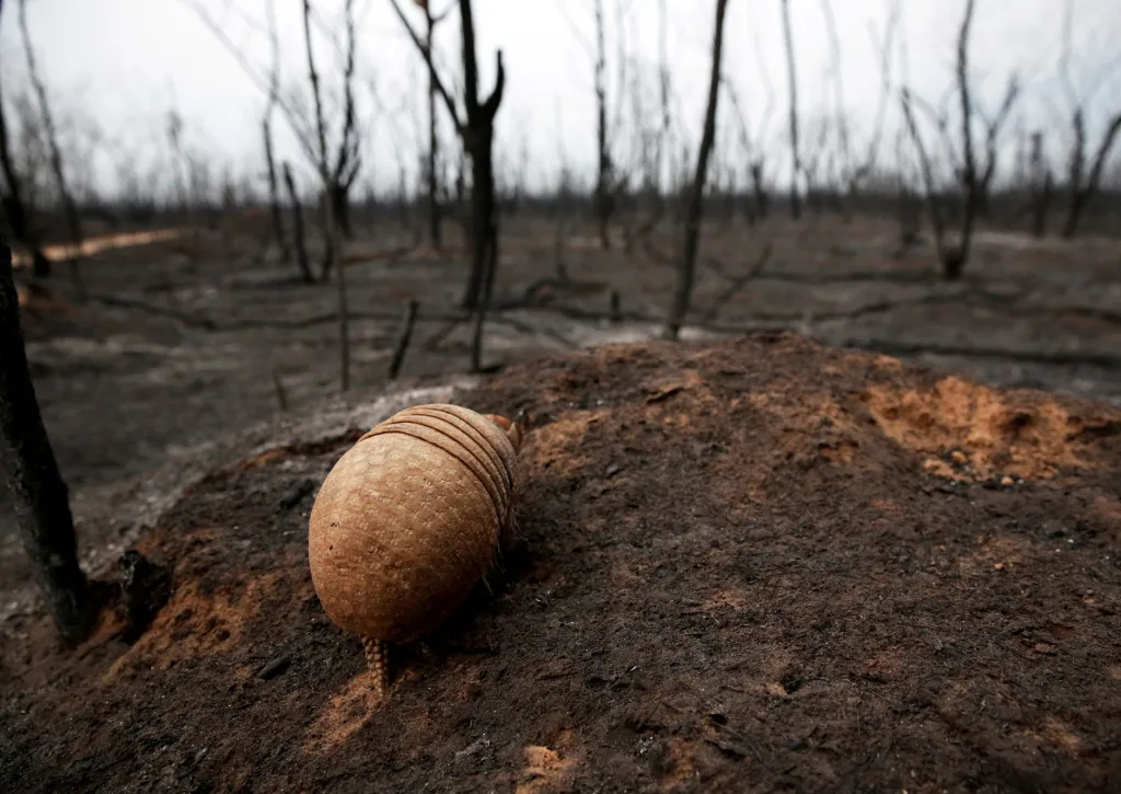 Nejen Brazílii trápí požáry deštného pralesa, se stejným problémem se potýká i Bolívie. Na snímku je malý pásovec na složité cestě za potravou