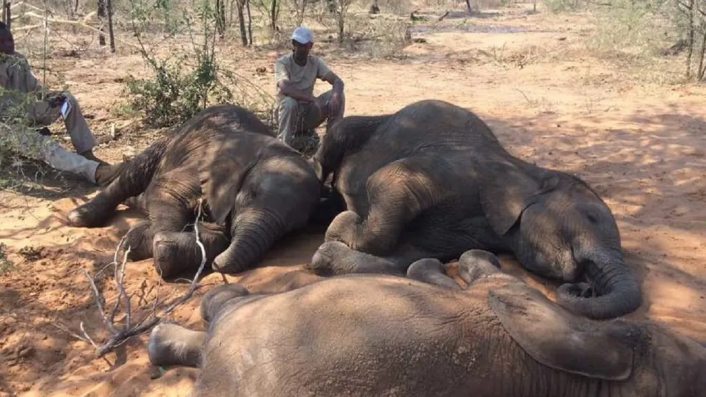 Upytlačení sloni v Botswaně