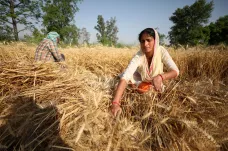 Indie zakázala vývoz pšenice. Experti očekávají další růst cen na mezinárodních trzích