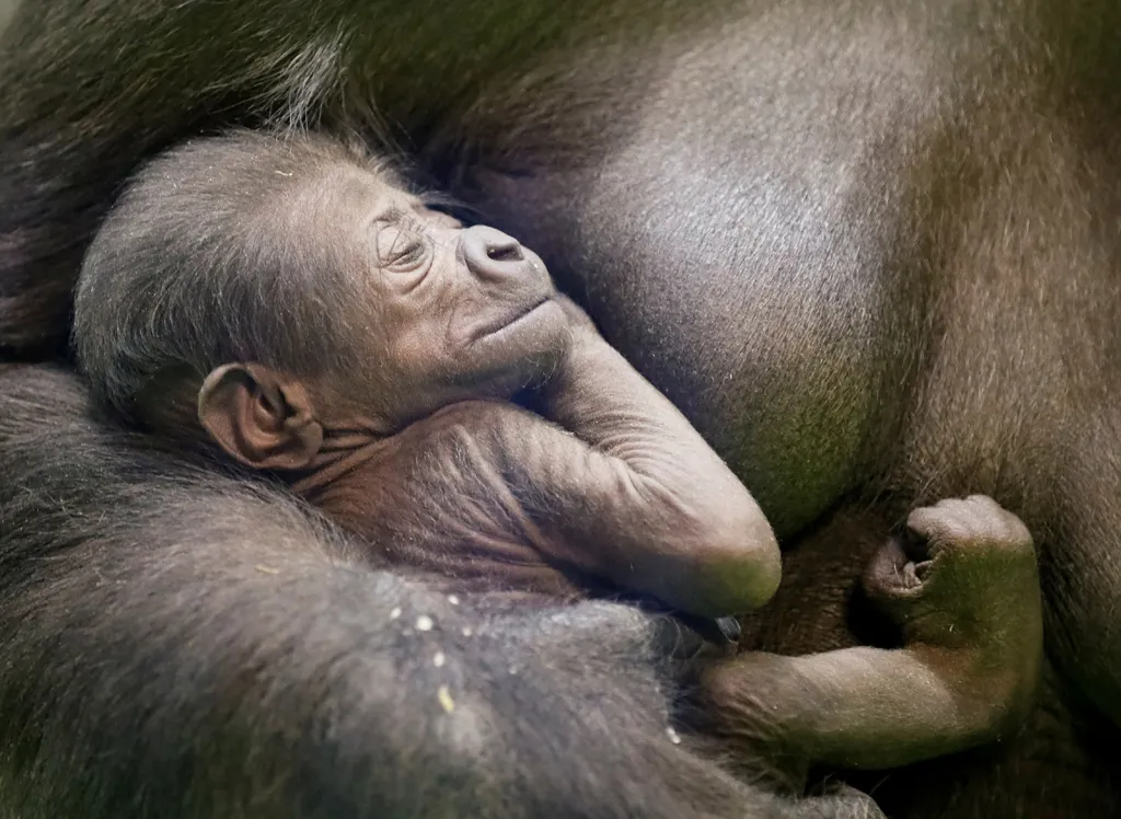 Kira, 23letá nížinná gorila, drží své novorozené mládě ve svém přístřešku v moskevské zoo.