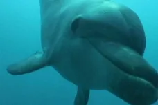 Úhyn desítek delfínů u Itálie. Imunitu jim podle vědců zřejmě ničí pesticidy