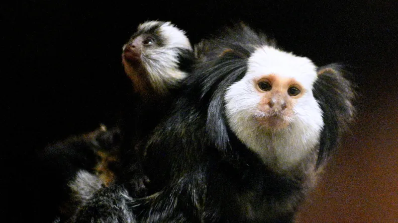 Brněnská zoo odchovala mláďata kosmanů běločelých