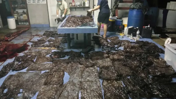 Plastový odpad, který našli veterináři v žaludku uhynulé velryby
