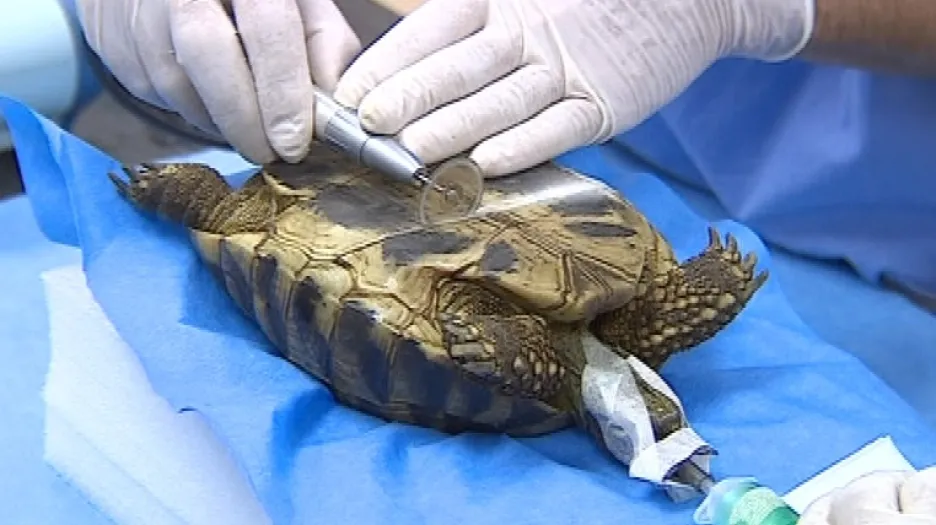 Veterináři musí želvě rozříznout krunýř, aby ji mohli vykastrovat