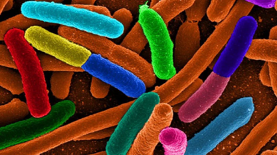 Bakterie e.coli