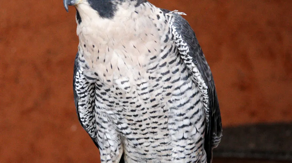 Sokol stěhovavý