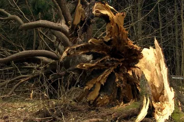 Populární král smrků nepřežil únorovou vichřici. Ochránci ho ale nerozřežou a nechají na místě 