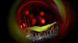 Makrofotografie bez zrcadlovky, Seagrass Shrimp Disco" Yellow Seagrass Shrimp on a Bottle