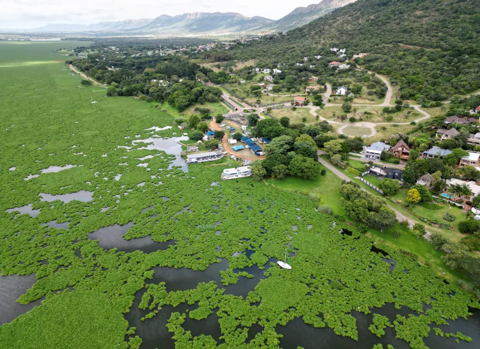 Jihoafričtí vědci zařazují do své výbavy brouky. Mají jim pomoci v boji s vodním plevelem