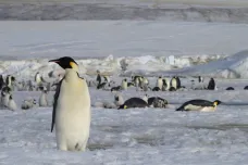 Evropské družice hledaly hromady trusu tučňáků. Našly díky tomu řadu nových kolonií 