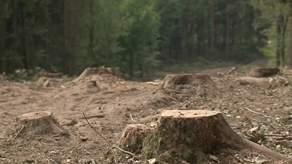 Vytěžena měla být maximálně třetina stromů