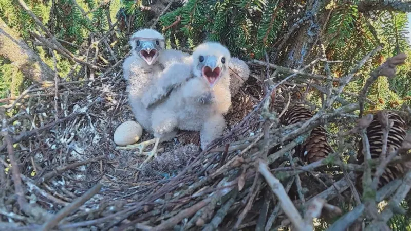 Kůrovcové paseky lákají vzácné dravce. Na Rumbursku zahnízdili orel i ostříž