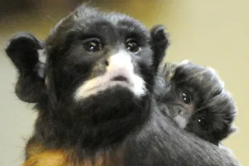 Ústecké zoo se daří v chovu malých drápkatých opiček